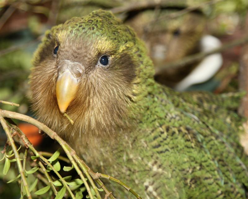 El Kakapoo. El pajaro idiota